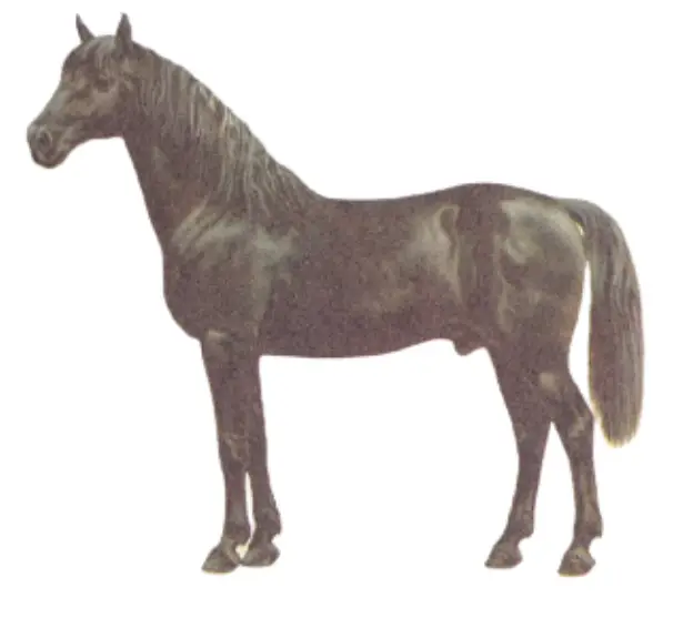 Nonius warmblood horse and its physical appearance
