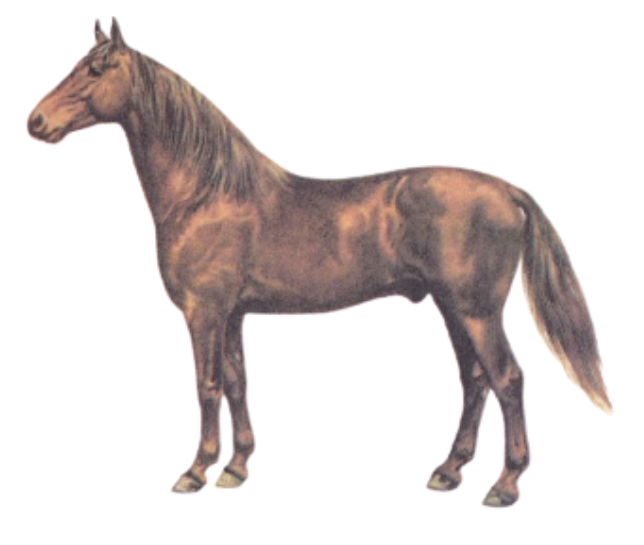 Stance and physique of the Danubian Warmblood horse