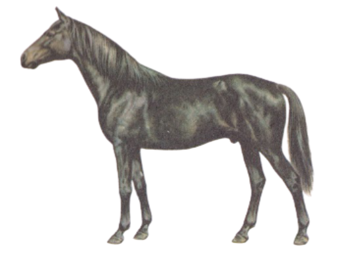 Physique and stance of the East Bulgarian warmblood horse