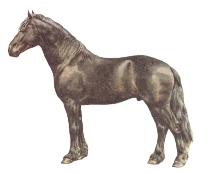 Friesian Warmblood horse breed physique