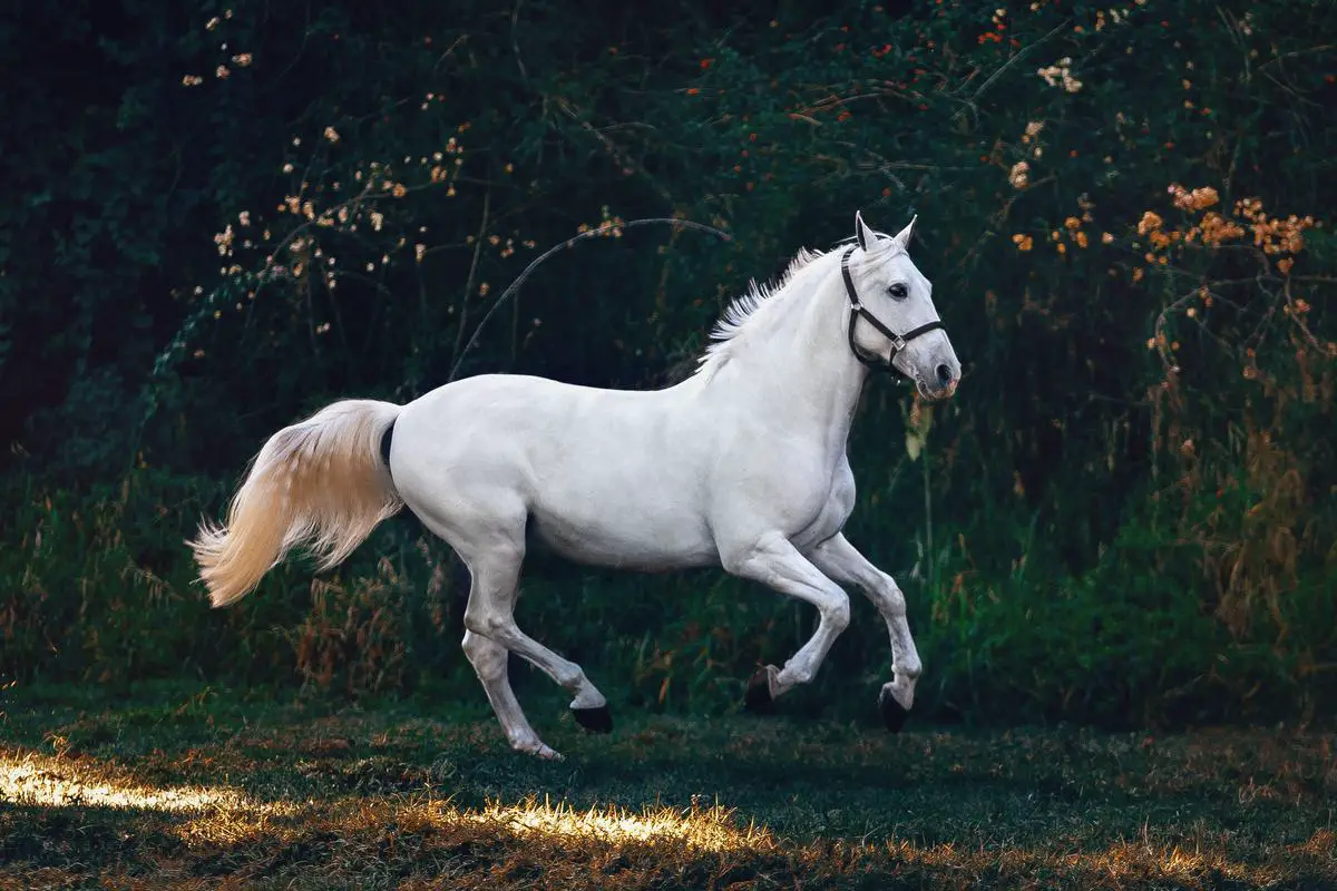 A beautiful chestnut horse with wavy mane standing on a farm field.