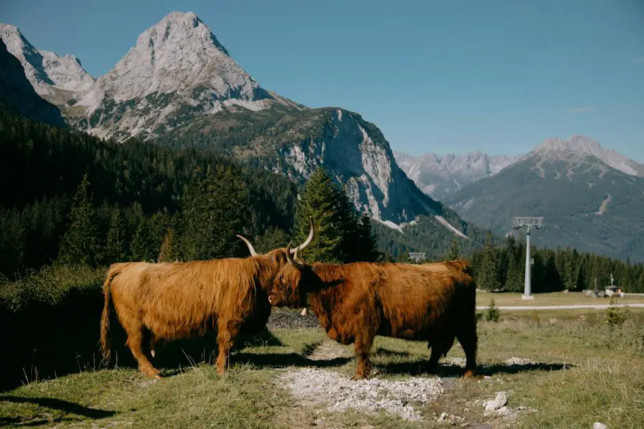 A majestic image of Eringer cattle grazing in the Swiss Alps.