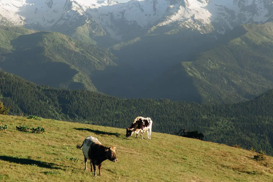 Image of Eringer cattle in Alpine meadows, representing their role in biodiversity, agriculture, and cultural heritage