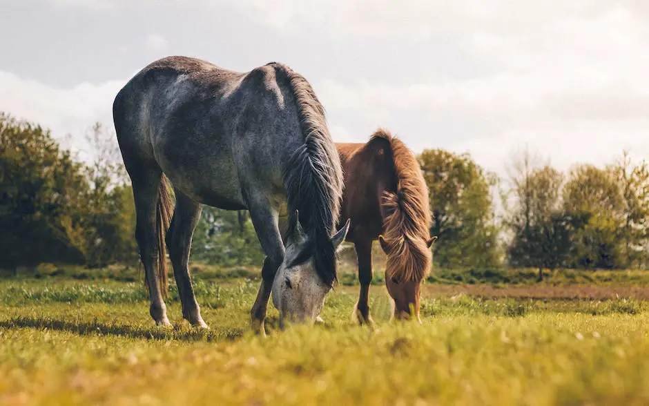 An image showing horses grazing in a sustainable, eco-friendly environment