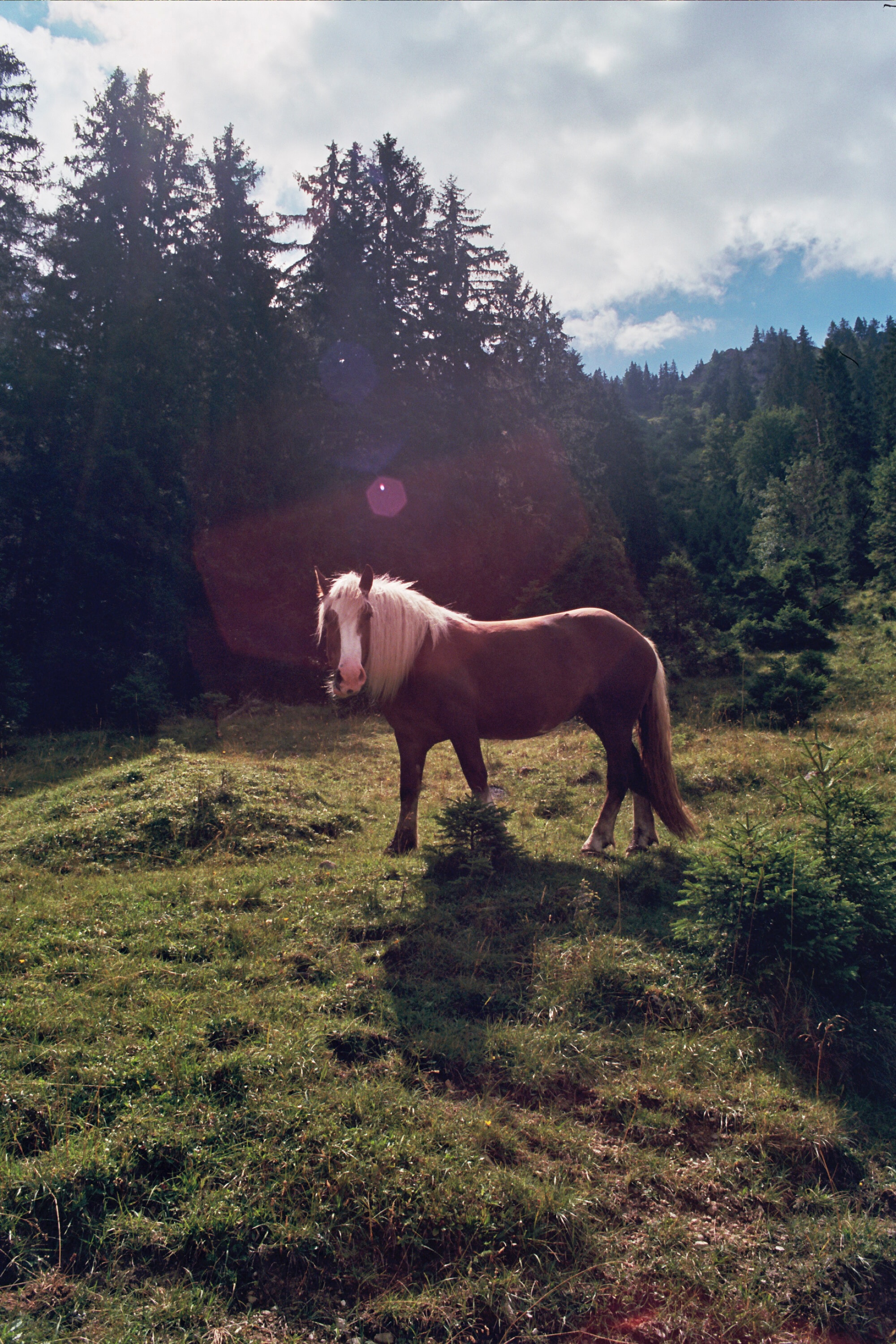 A brown horse with a long arched neck and sloping shoulders standing in a field with grass and trees.