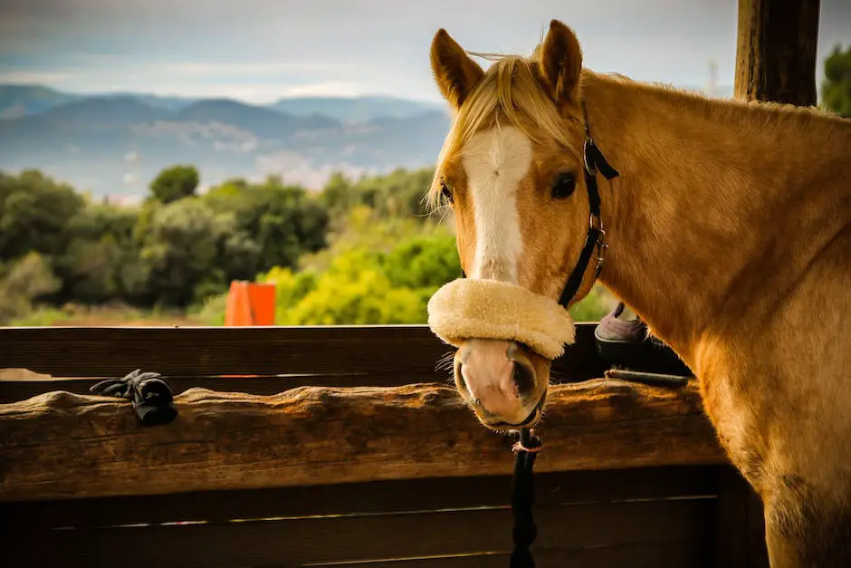 Image of a Mecklenburger horse in a pasture