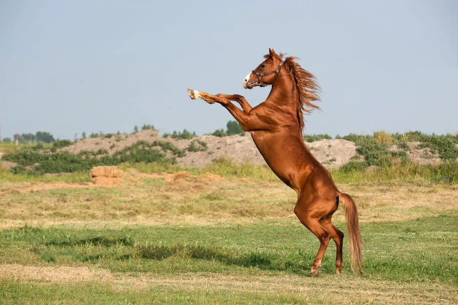 A majestic Poisitvin Horse standing in a field