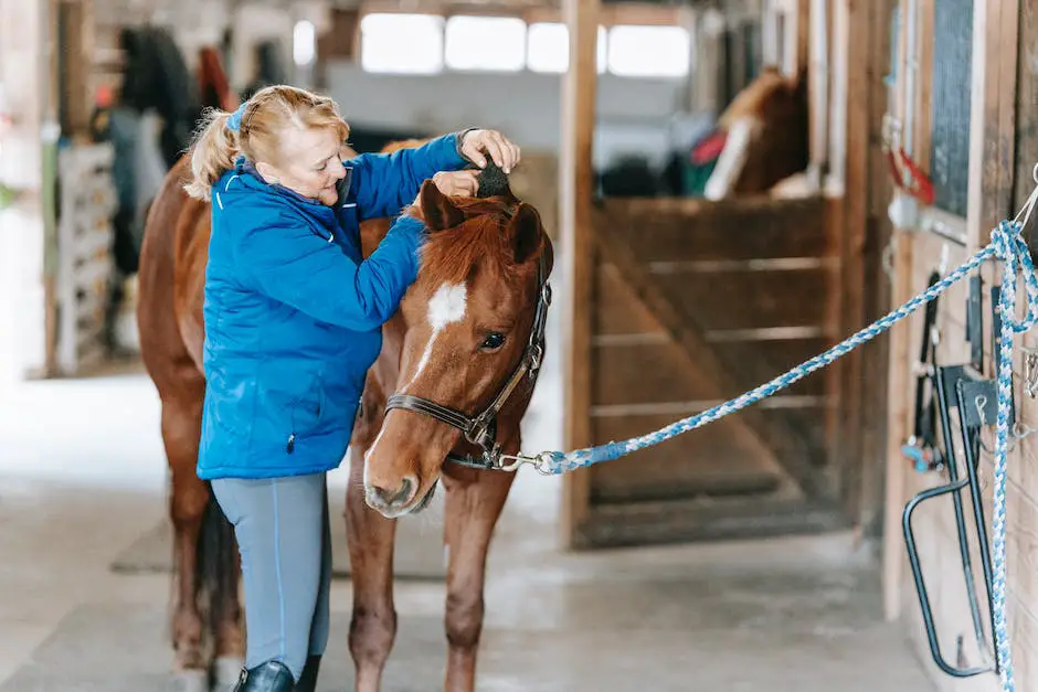 A picture of a Saddlebred horse being groomed and cared for in its stable.