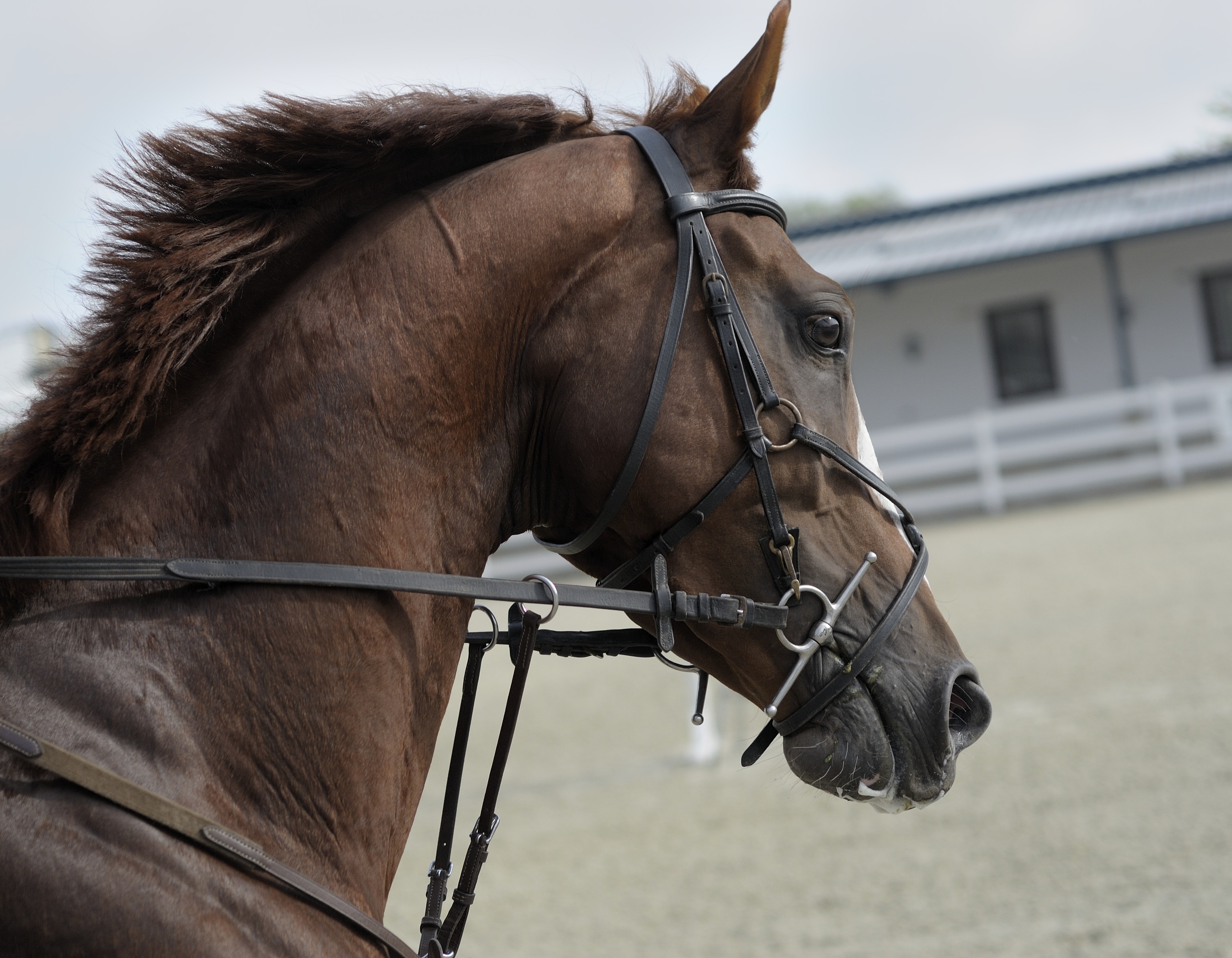 A picture of a Saddlebred horse being trained by a rider.