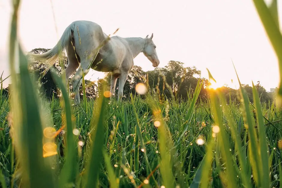 Two contrasting horse breeds, visually representing the physical attributes and temperaments described in the text.