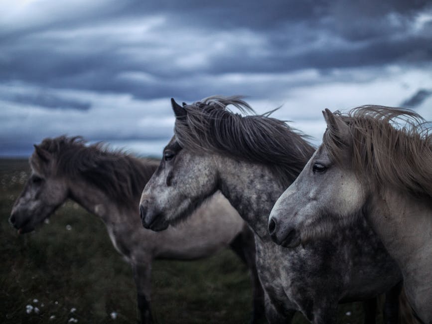 A beautiful Trait du Nord horse standing in a pasture