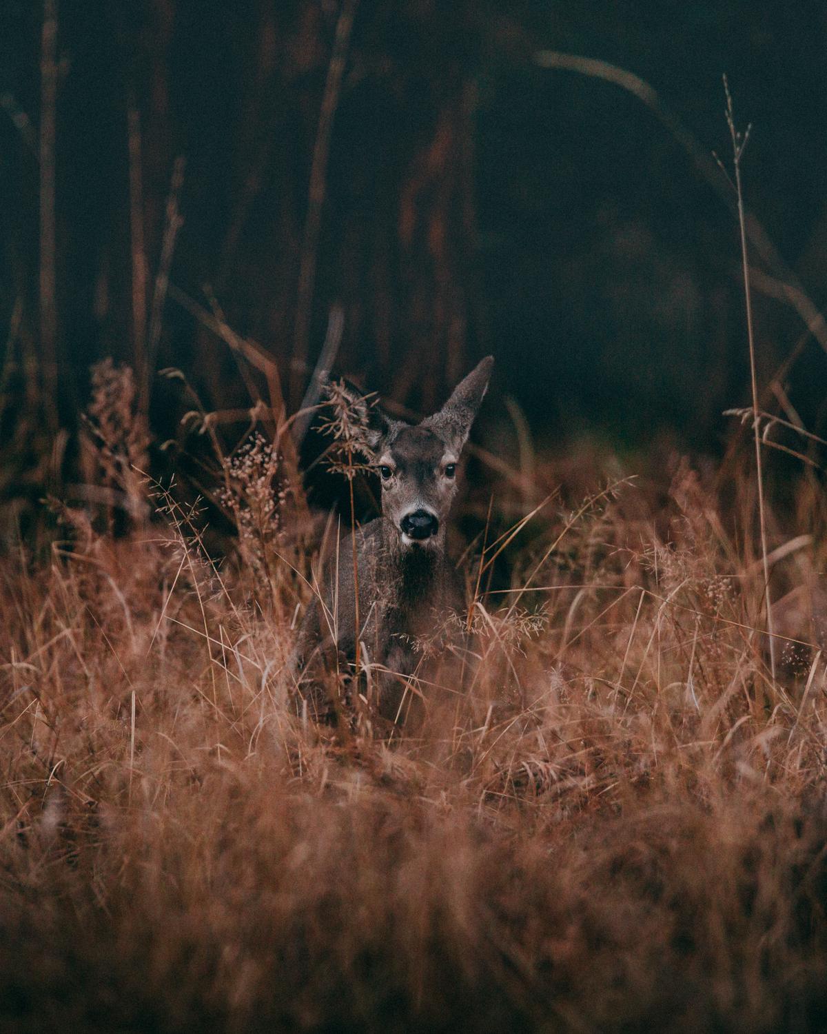 A picture of wildlife encounters during horseback riding in the French countryside