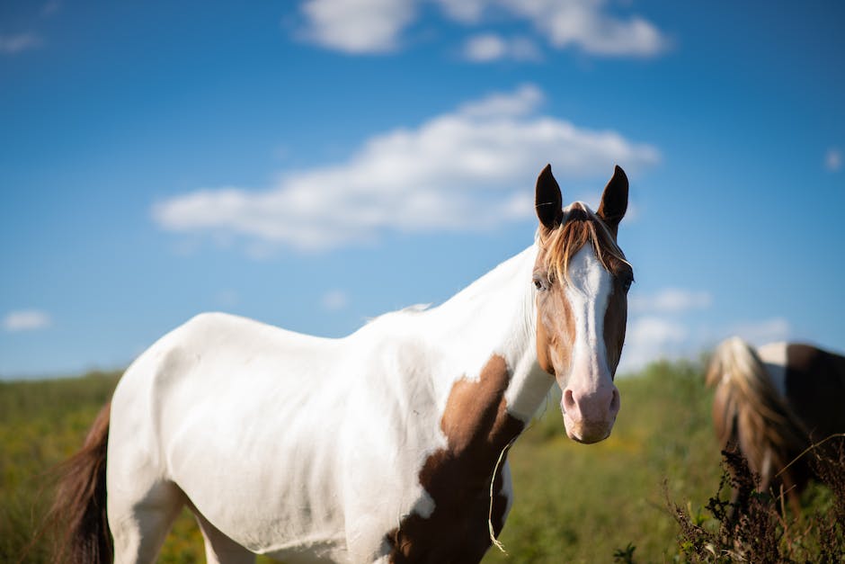 A majestic American Saddlebred horse standing with a graceful pose.