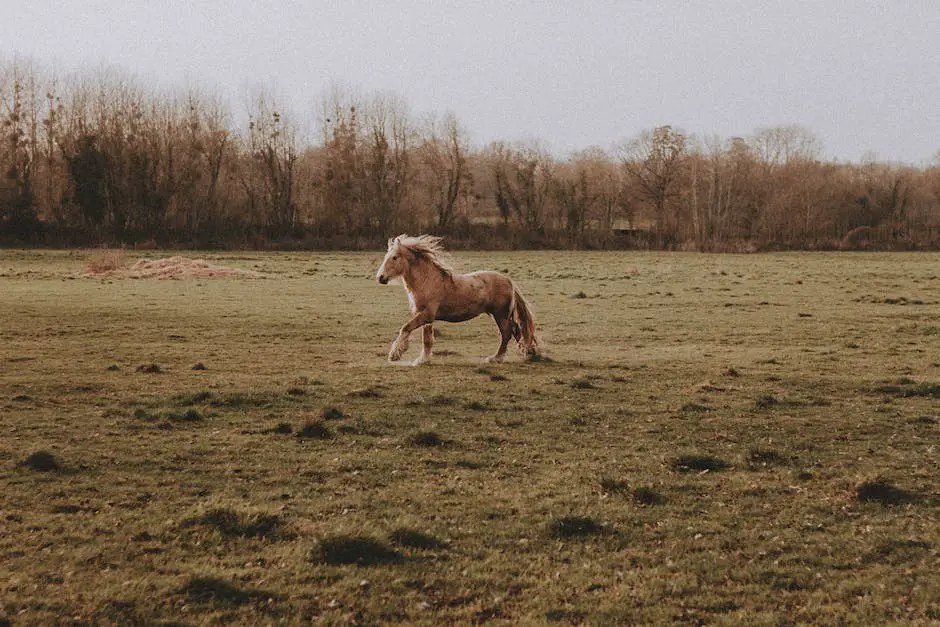 A beautiful American Warmblood horse running in a field