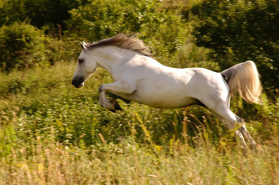 A beautiful Belgian horse standing in a field