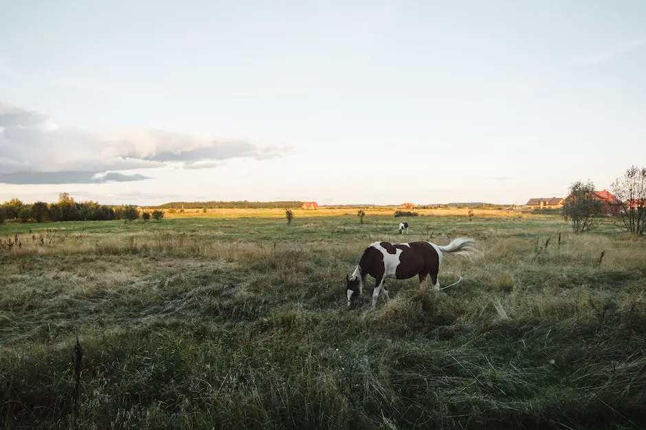 A mare and stallion standing in a field together.