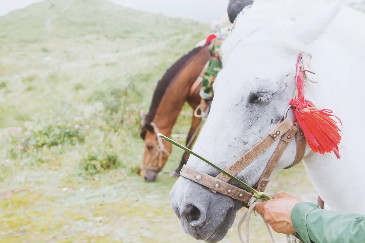 A majestic Breton Draft Horse standing in a field