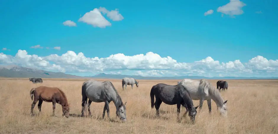 Image of cold-blooded horse breeds under a sunny sky grazing in a lush green field.