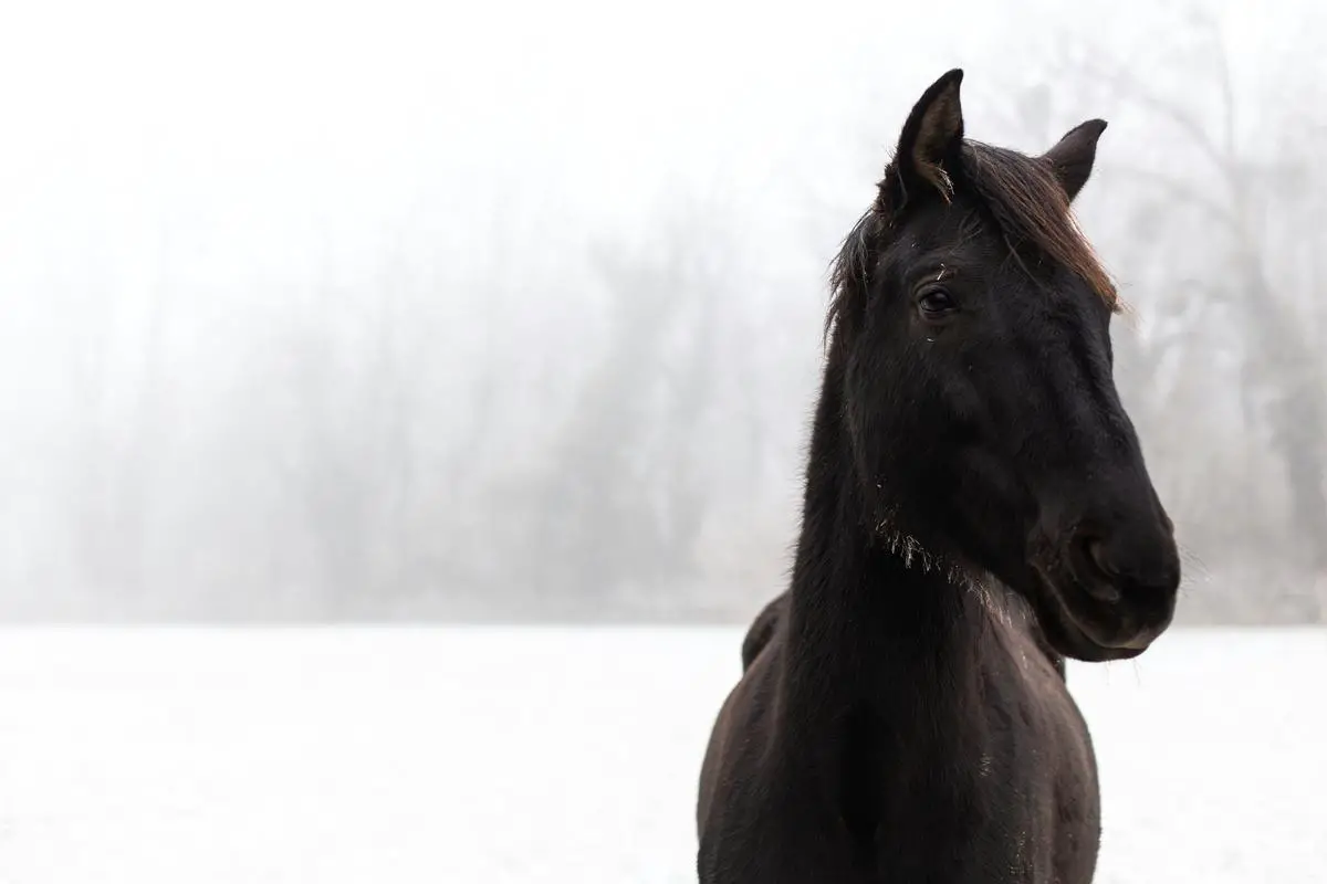 A beautiful cold-blooded horse in a snowy field, representing the content of the text.