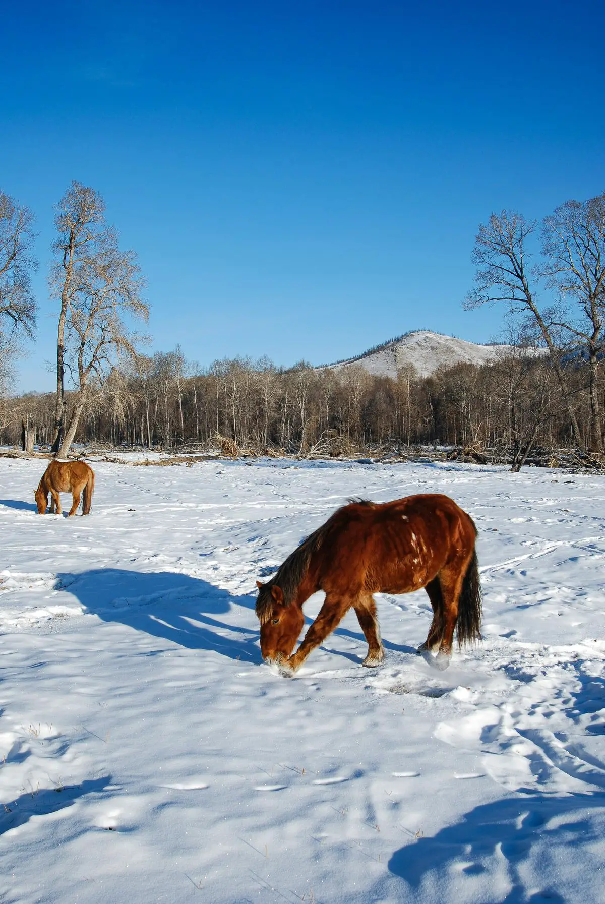 A horse standing in a snowy field, showcasing its ability to adapt to cold temperatures.