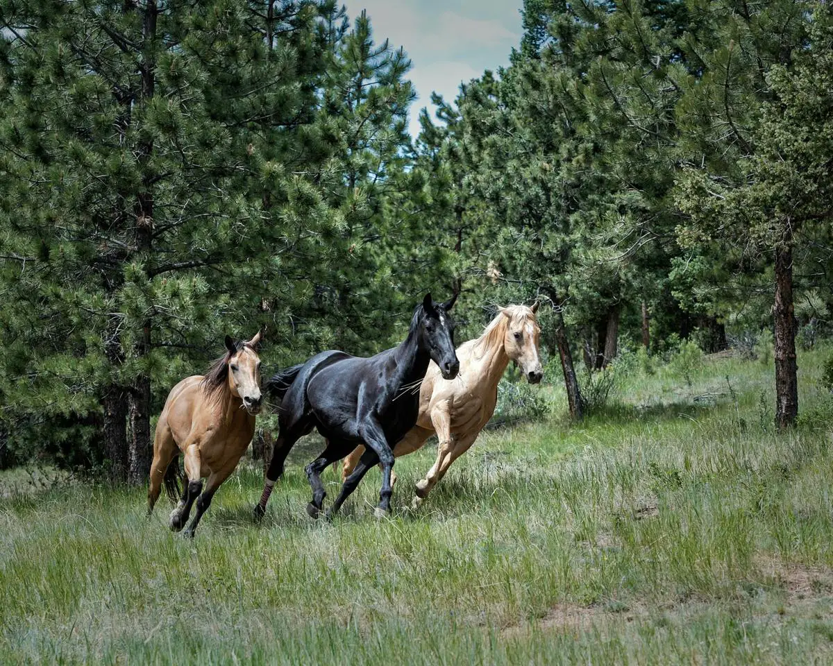 Image Description: A group of cold-blooded horses standing in a field, showcasing their strength and grace.