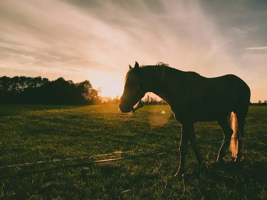 A beautiful image of a cold-blooded horse happily grazing in a green pasture, showcasing their calm demeanor and resilience.