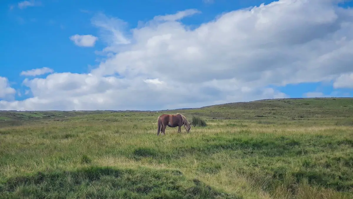 Image of a cold-blooded horse standing in a pasture, showcasing its calm and majestic presence
