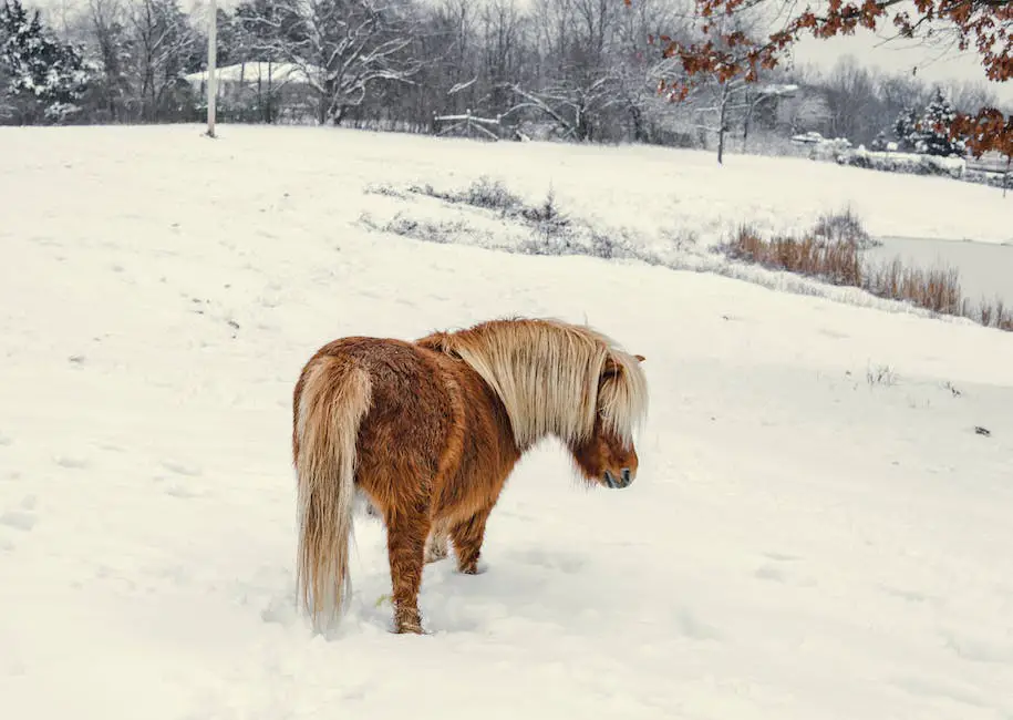 A snowy landscape with a horse wearing a winter blanket, displaying the need for proper winter care for cold-blooded horses.