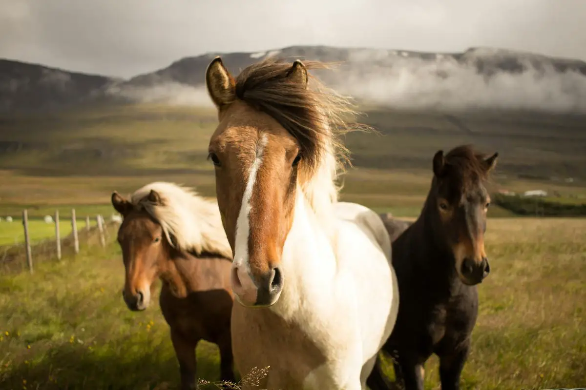 Image of majestic cold-blooded horses in different colors and sizes, representing the diversity of breeds.