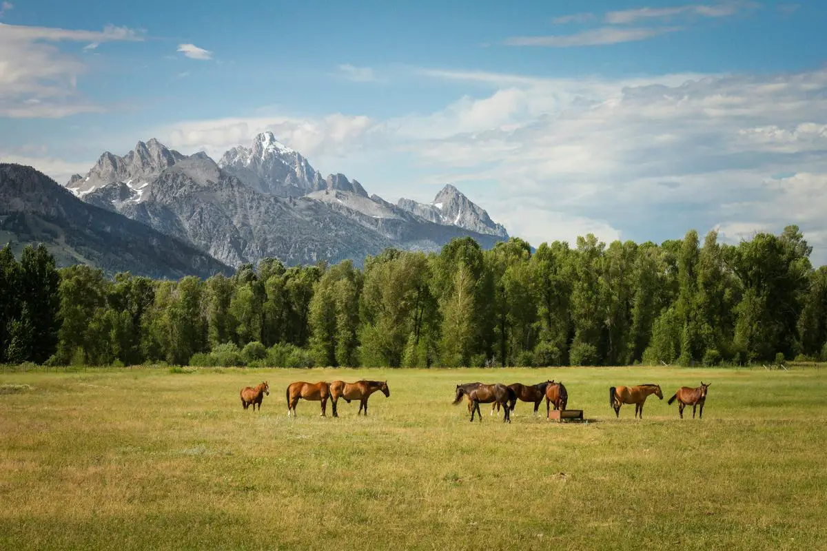 A group of rescued cold-blooded horses resting in a green pasture