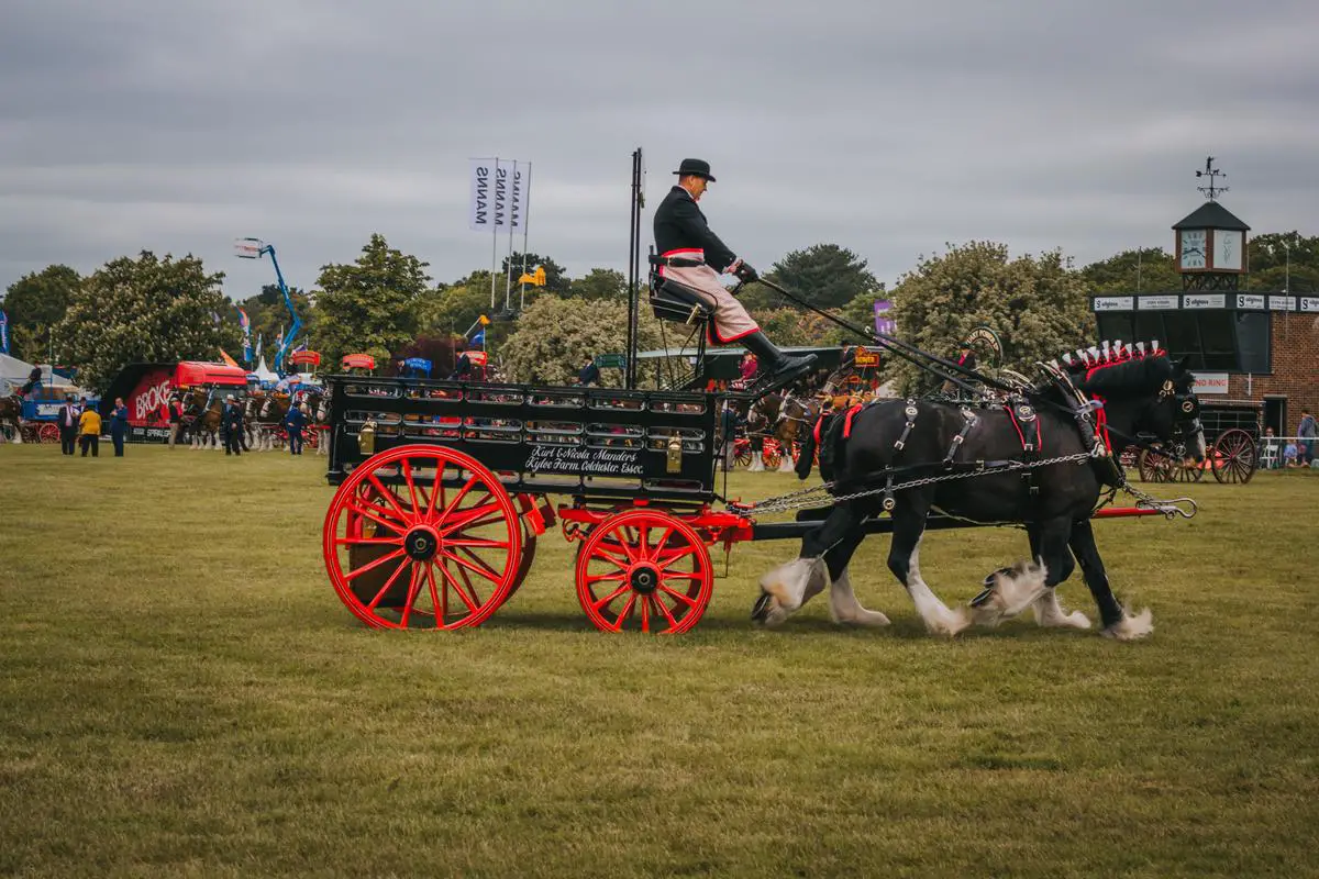 A comparison between a Shire horse and a Gypsy Vanner, showcasing their size, color, and characteristics.