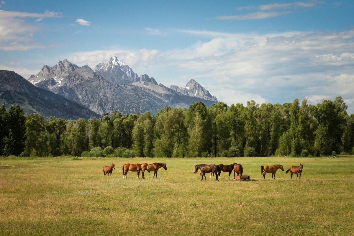 A group of draft horses standing in a field.