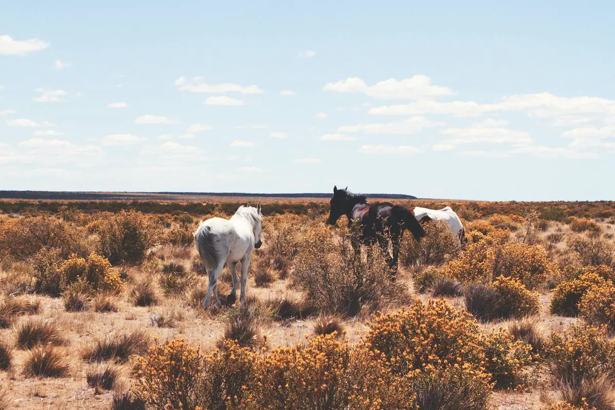 A group of different draft horse breeds standing together.