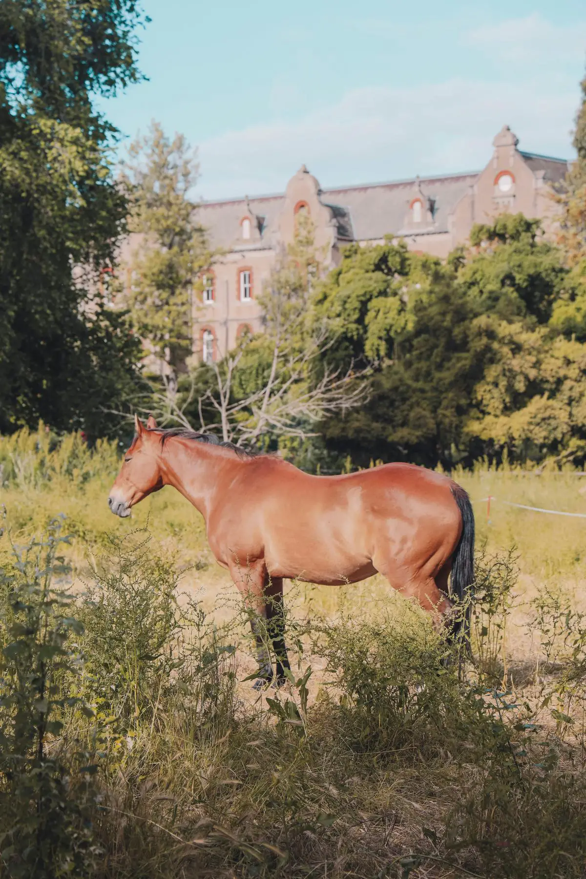 Image description: A beautiful draft horse standing in a lush green pasture.