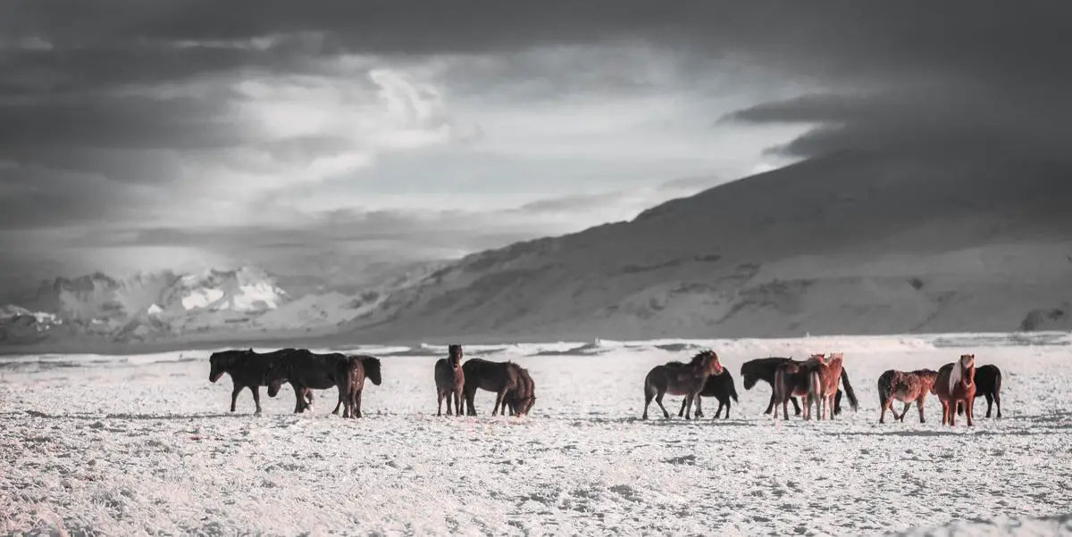 A photograph showcasing a group of draft horses pulling a wagon.