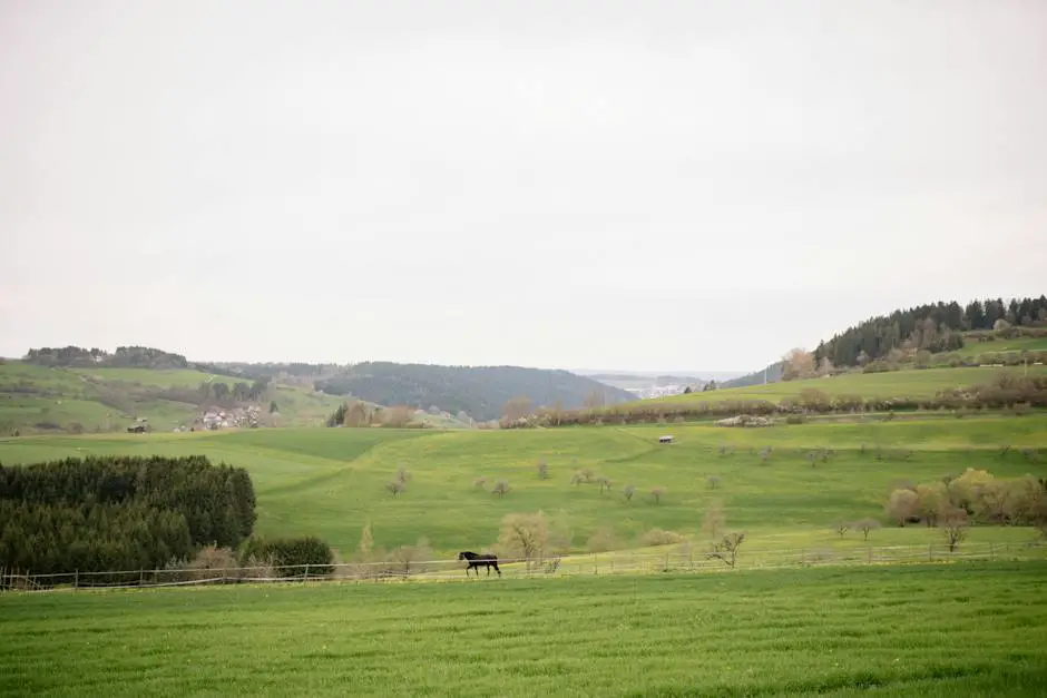 A beautiful Einsiedler horse running in a field