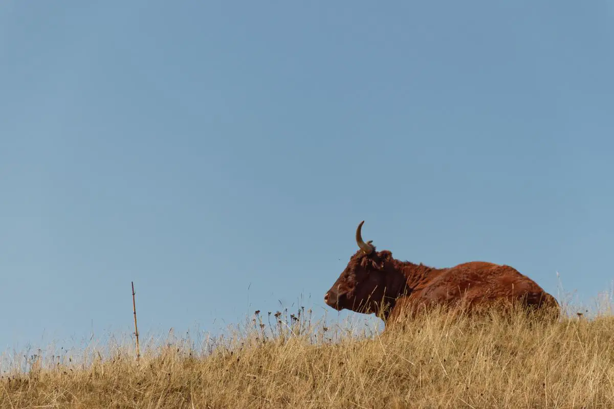 A group of French horse breeds showcased in a beautiful countryside landscape