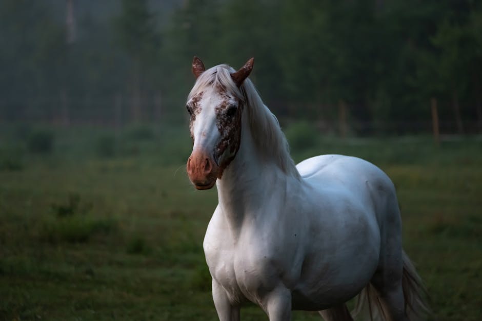 French horse breed representative image