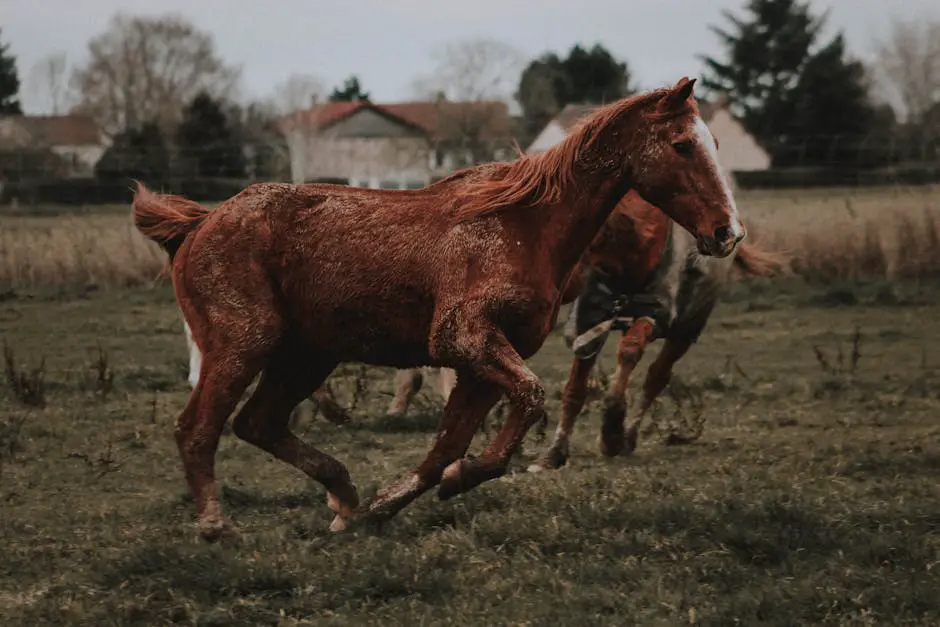 Image of various French horse breeds, showcasing their diversity and beauty