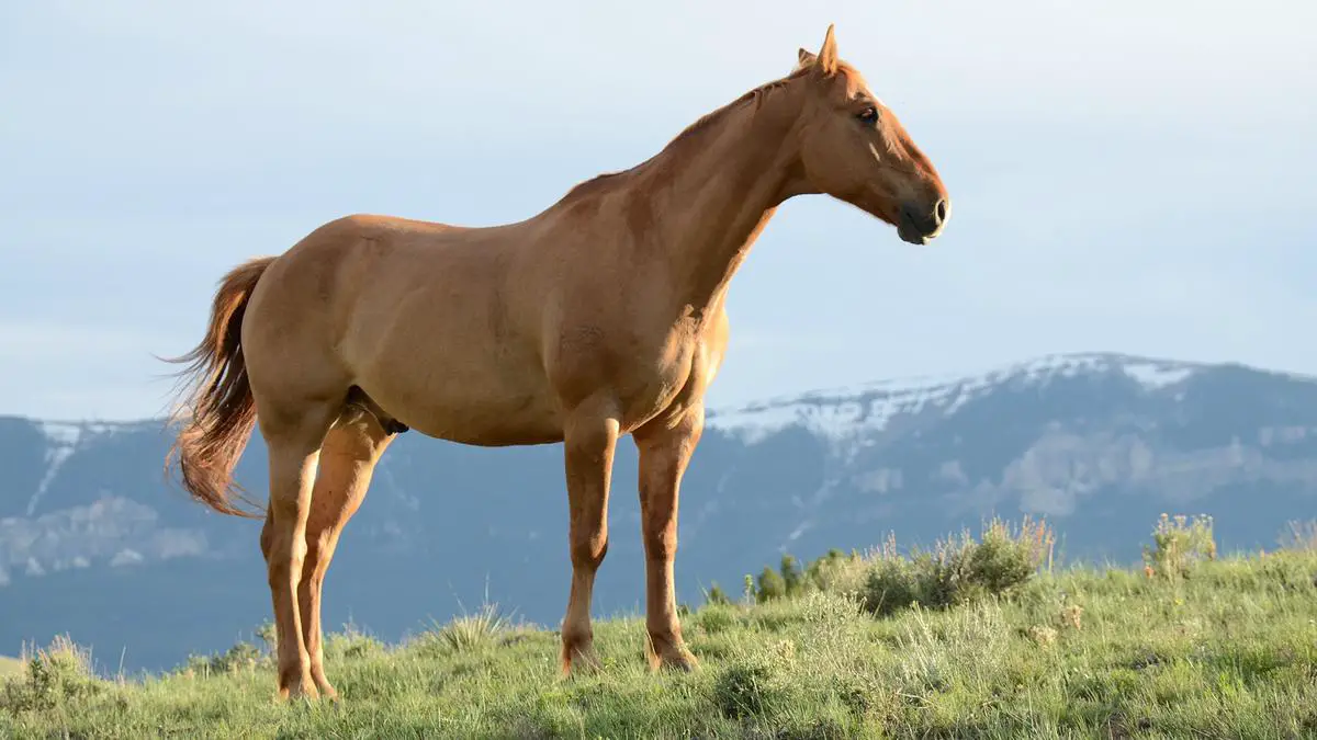 A majestic German carriage horse pulling a beautiful carriage in a scenic countryside