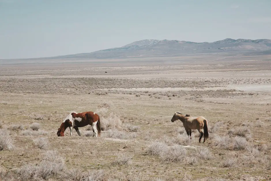 A collection of German horse breeds showcasing their elegance and athleticism