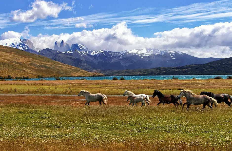 A group of German Warmblood horses grazing in a field