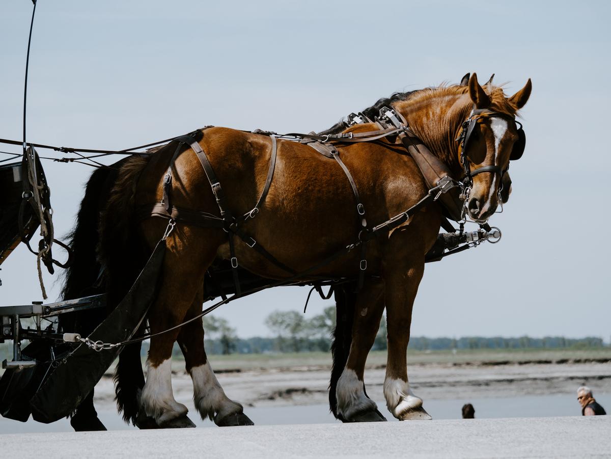 A visual depiction comparing the height and weight of humans to Shire horses.