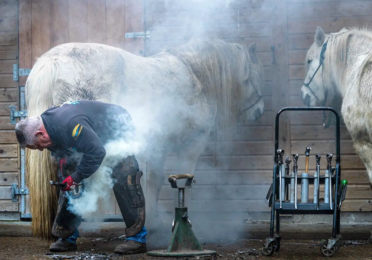 A close-up image of a horse's hoof being cared for by a farrier.