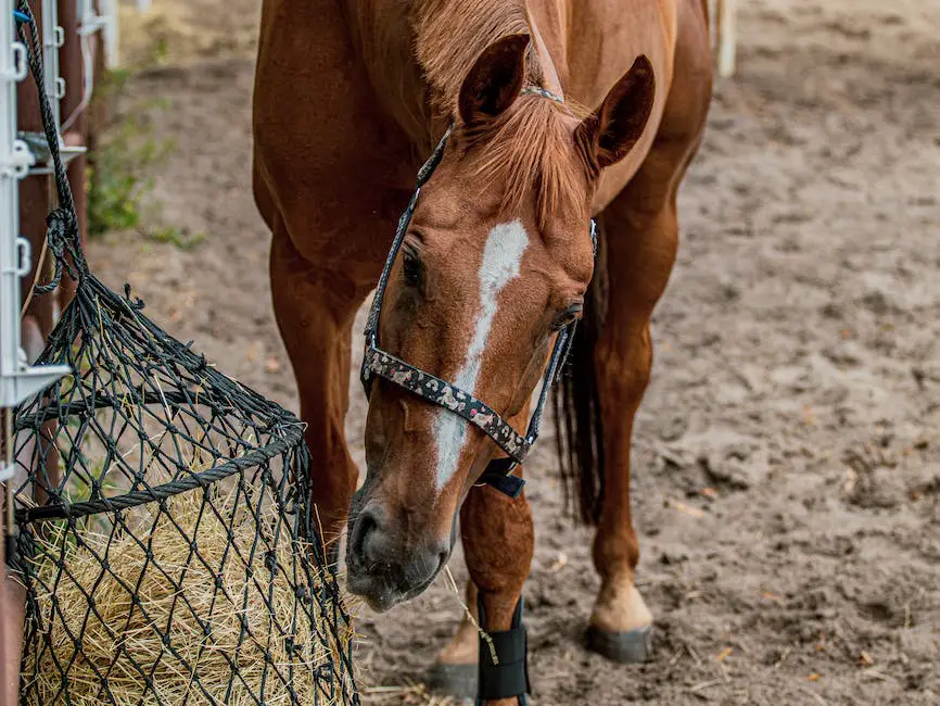 A close-up image of a horse eating hay from a net. The horse's mouth is open and there are strands of hay visible.