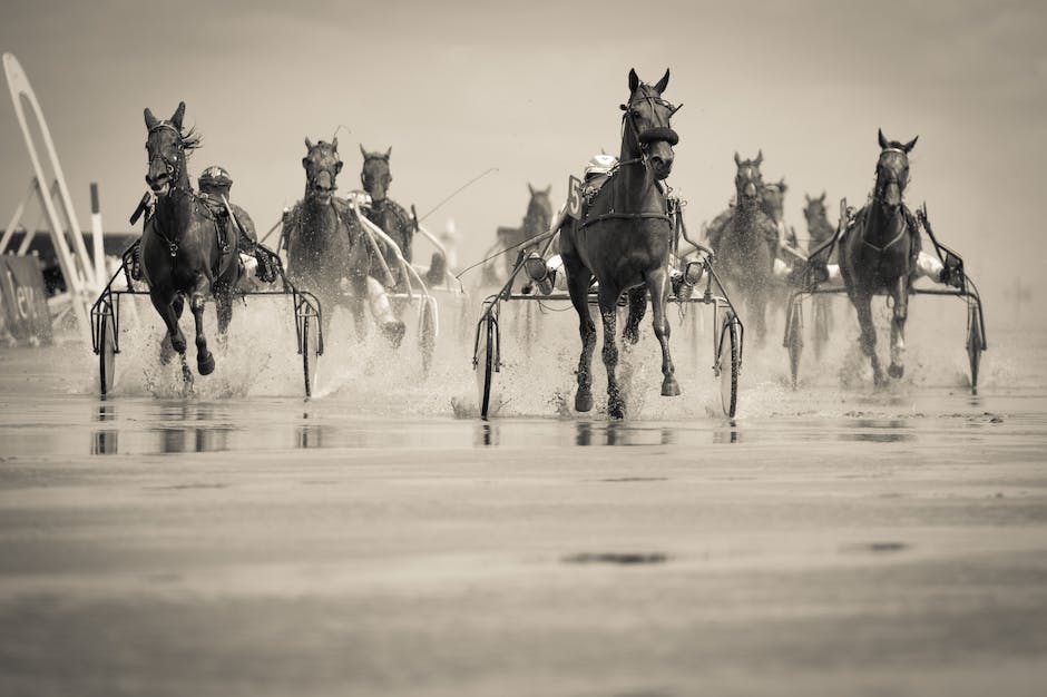 A group of Russian Warmblood horses performing a dressage test, showcasing their agility and grace.