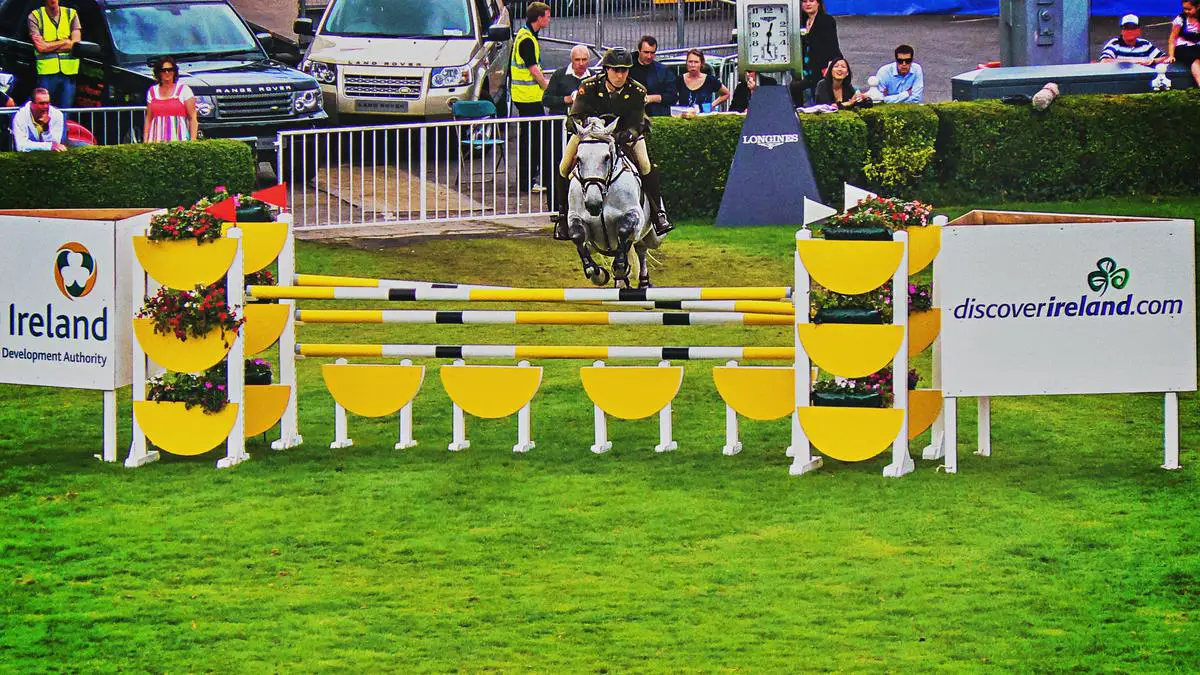 A powerful Hungarian Sport Horse showcasing its agility and athleticism in a show jumping event.