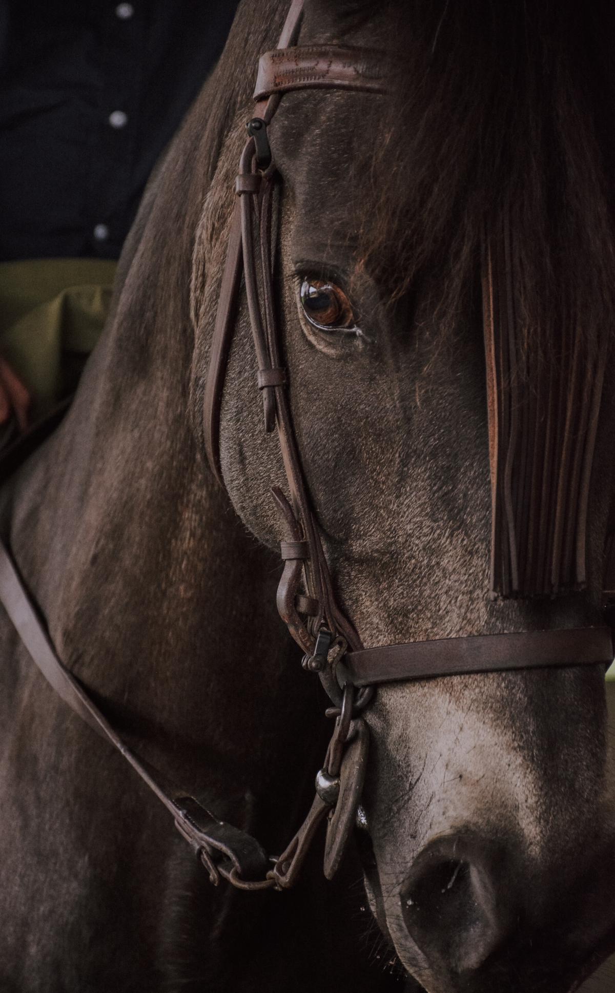 A brown horse with an arched neck and a long sloping shoulder standing in a field.