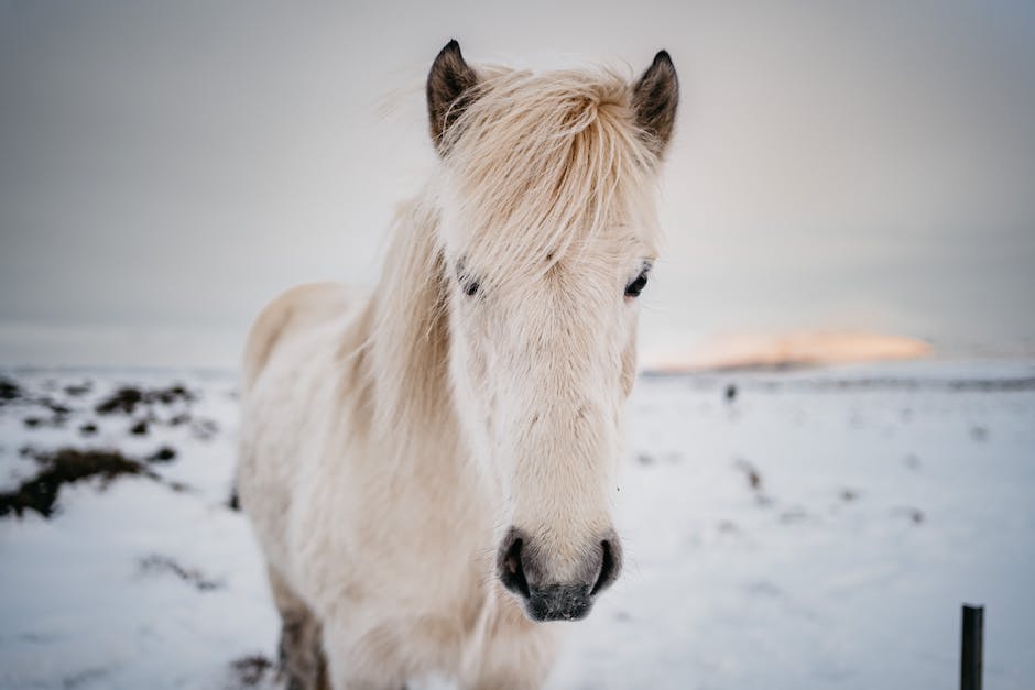 A majestic black Merens Horse standing in a snowy landscape.