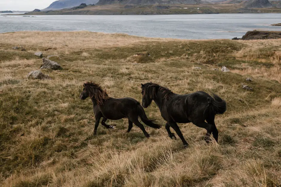 A black Merens Horse standing in a field